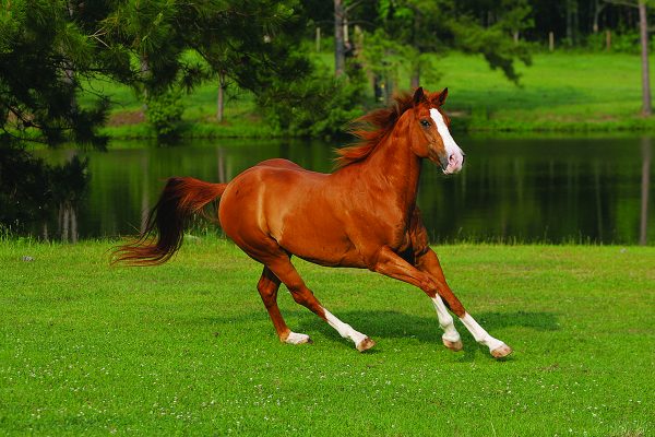 american quarter horse ...